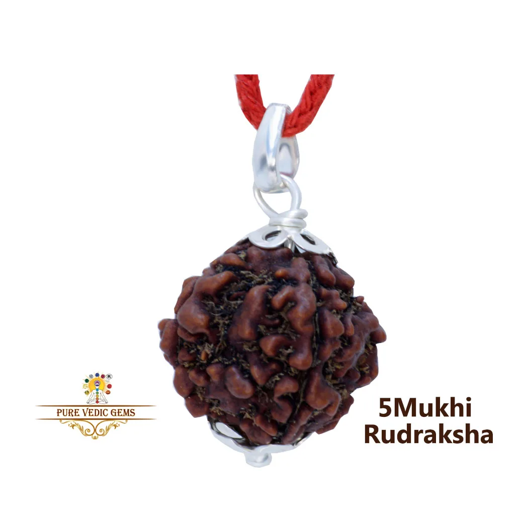 5 Mukhi natural rudraksha Pendent in silver
