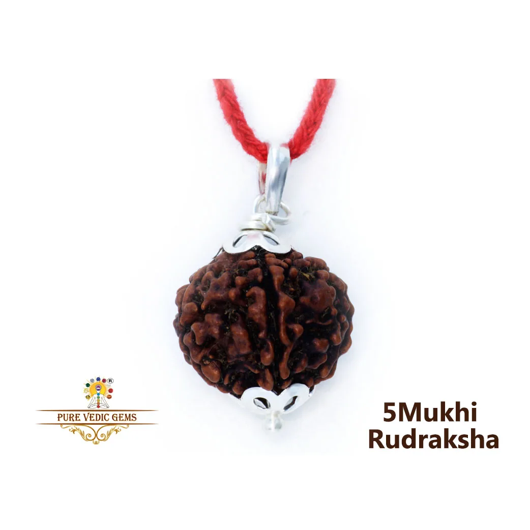 5 Mukhi natural rudraksha Pendent in silver