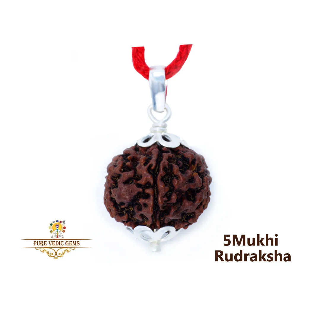 5 Mukhi natural rudraksha Pendent in silver