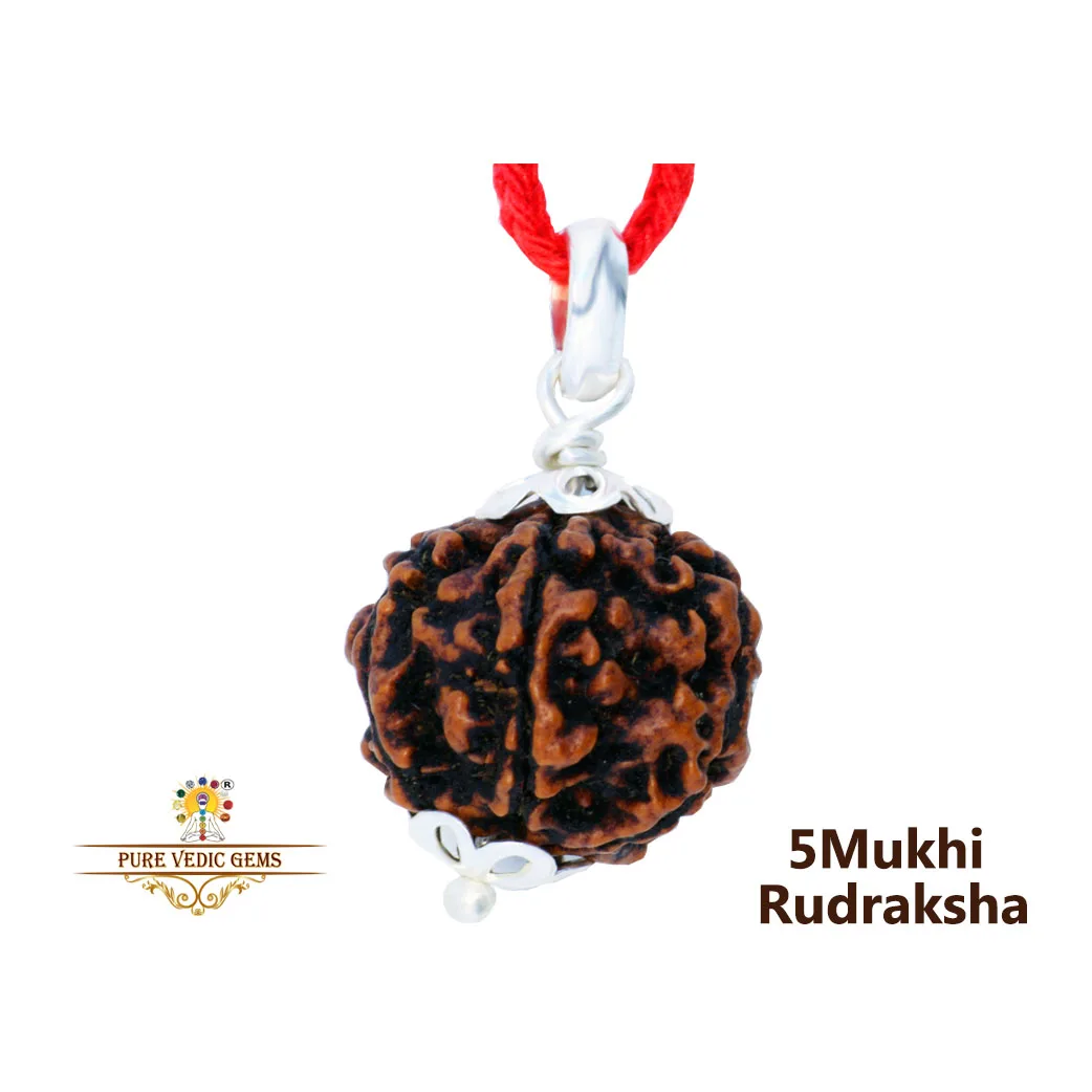 5 Mukhi Rudraksha Pendent in silver