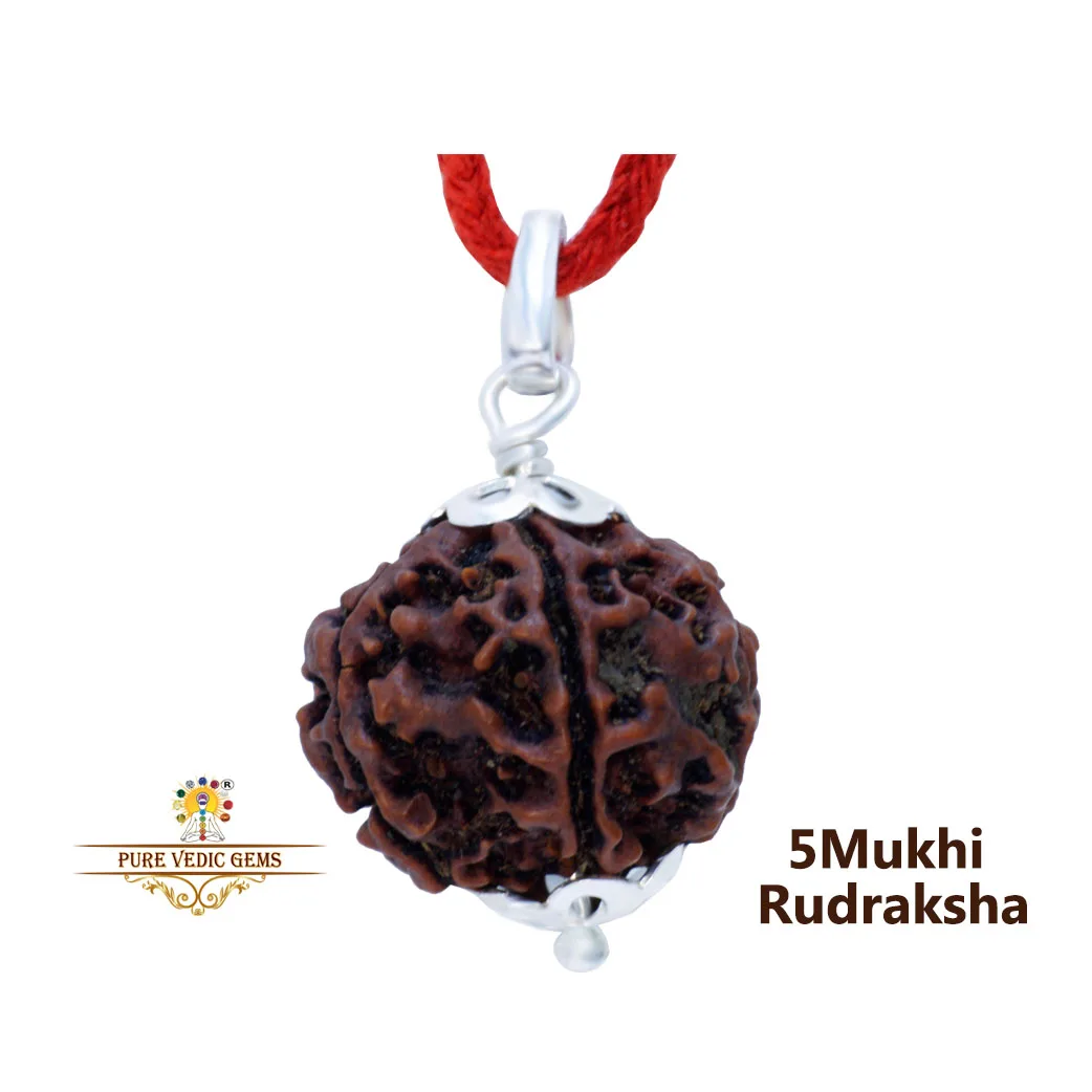 5 Mukhi natural rudraksha Pendent in silver