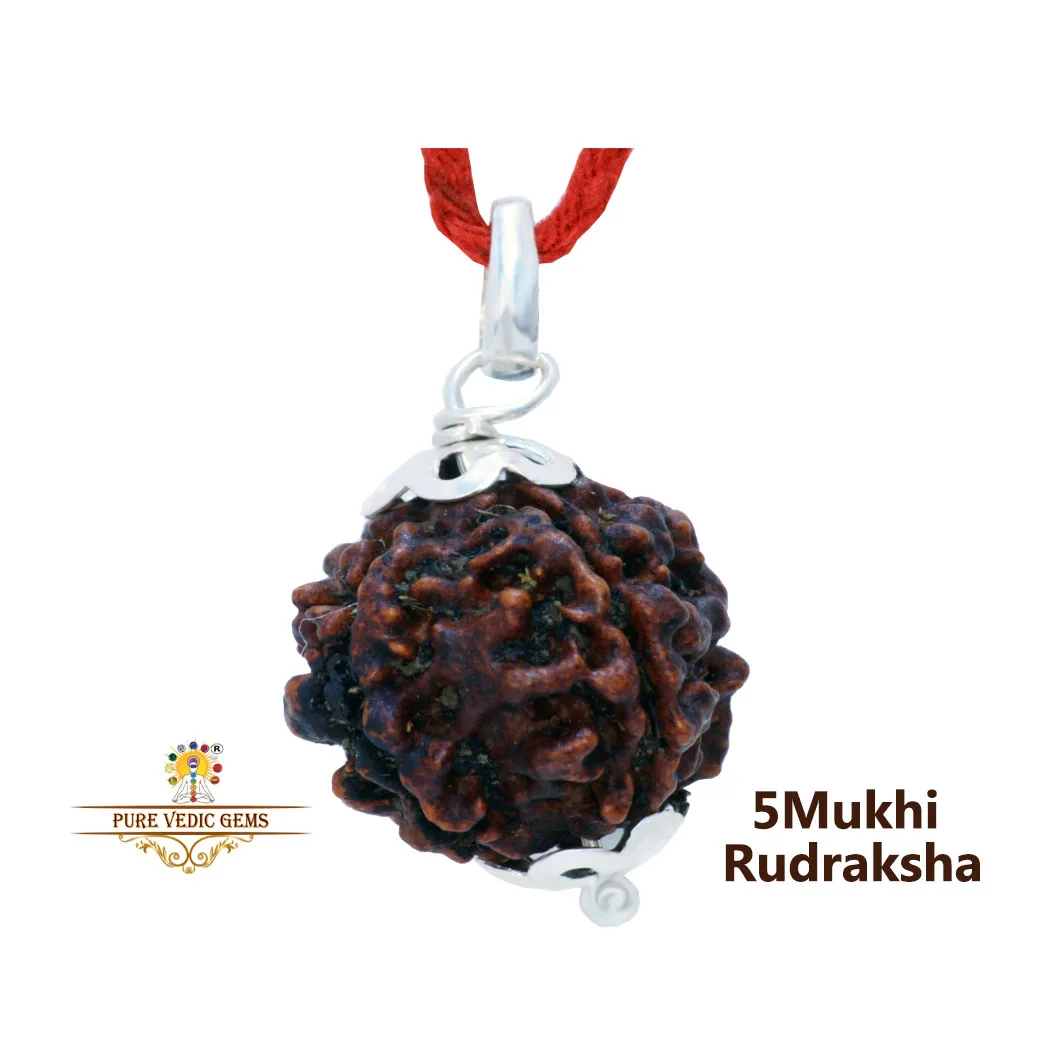 5 Mukhi natural rudraksha Pendent in silver