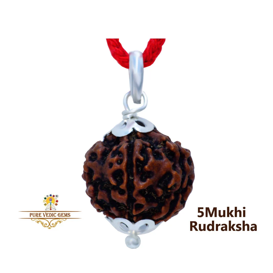 5 Mukhi natural rudraksha Pandent in silver