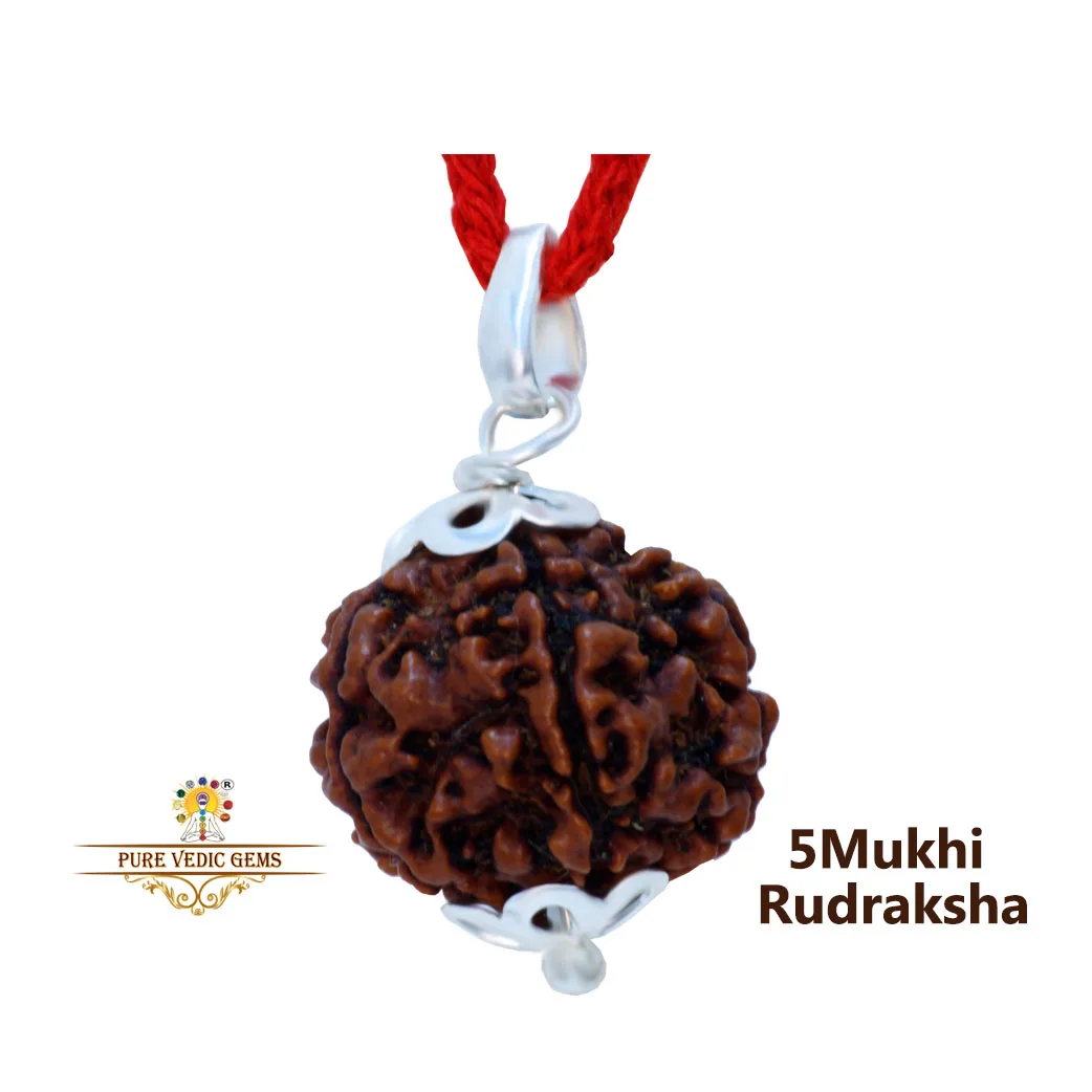 5 Mukhi natural rudraksha Pandent in silver