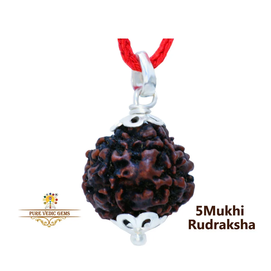 5 Mukhi natural rudraksha Pendent in silver