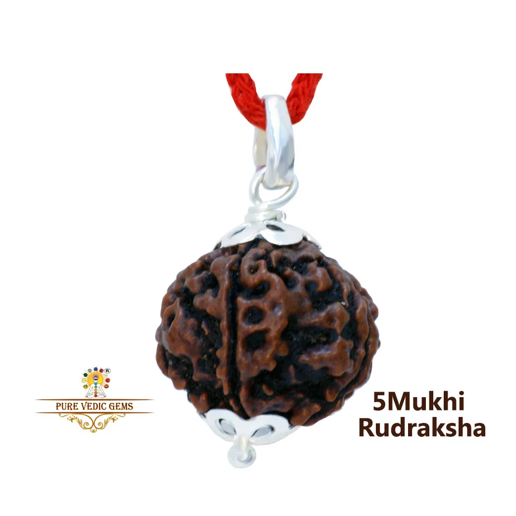 5 Mukhi natural rudraksha Pendent in silver