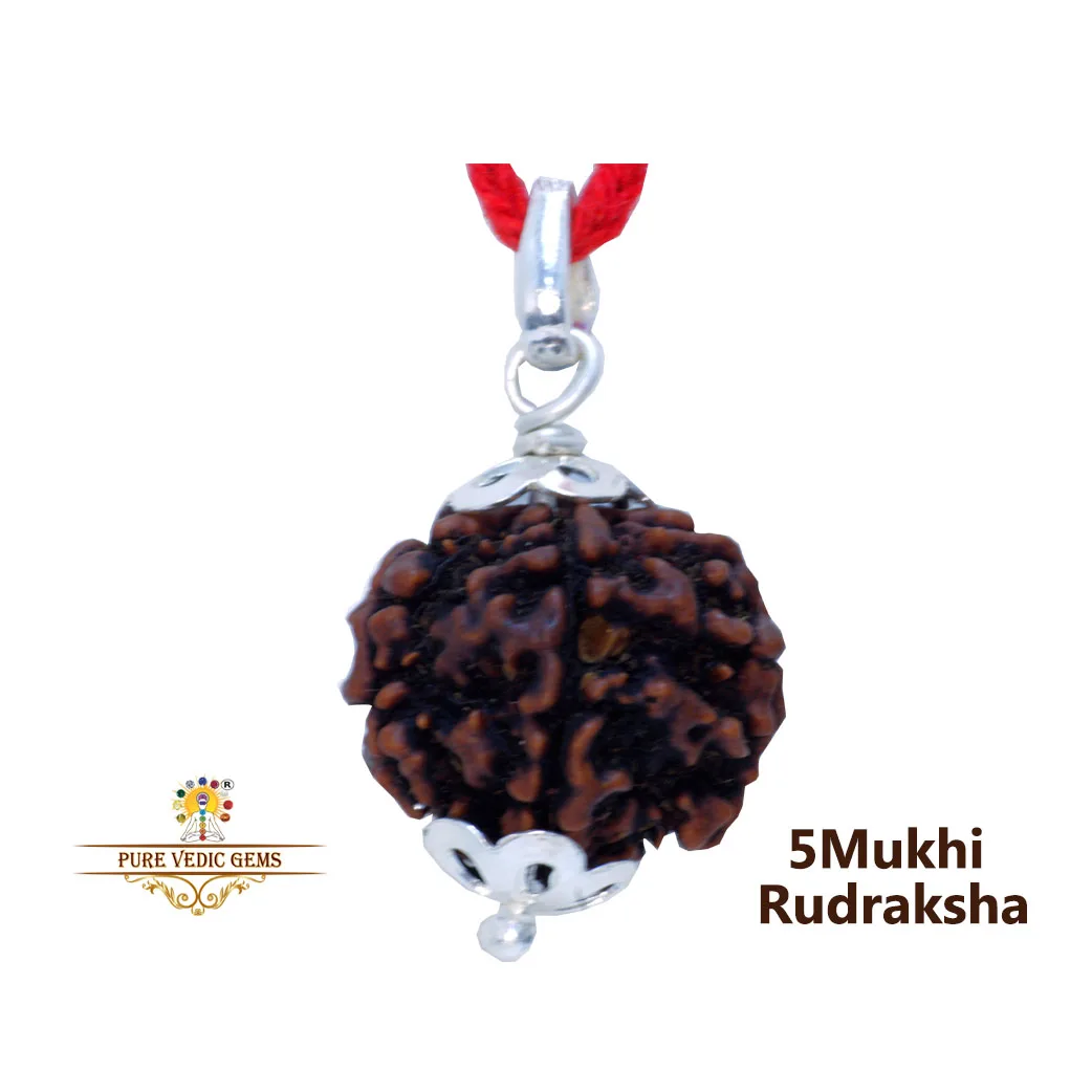 5 Mukhi natural rudraksha Pendent in silver