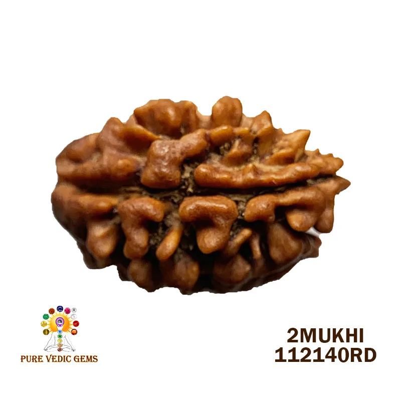 2 Mukhi Rudraksha (2.034g) On Demand