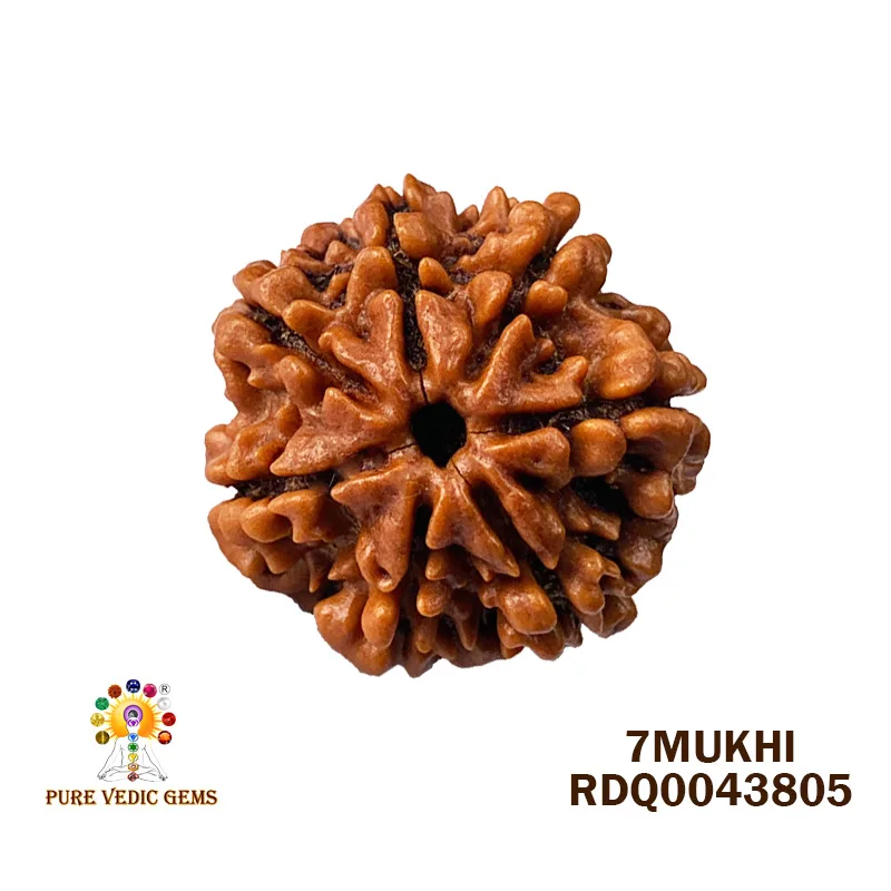7 Mukhi Rudraksha (4.540gm)