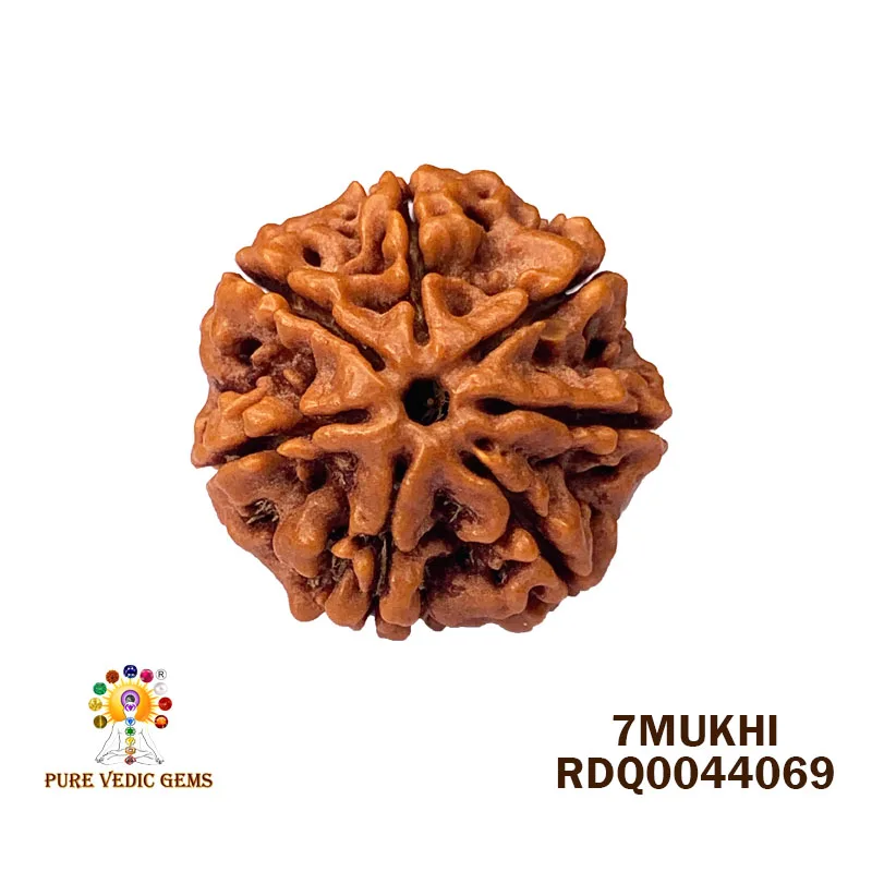 7 Mukhi Rudraksha (4.518gm)