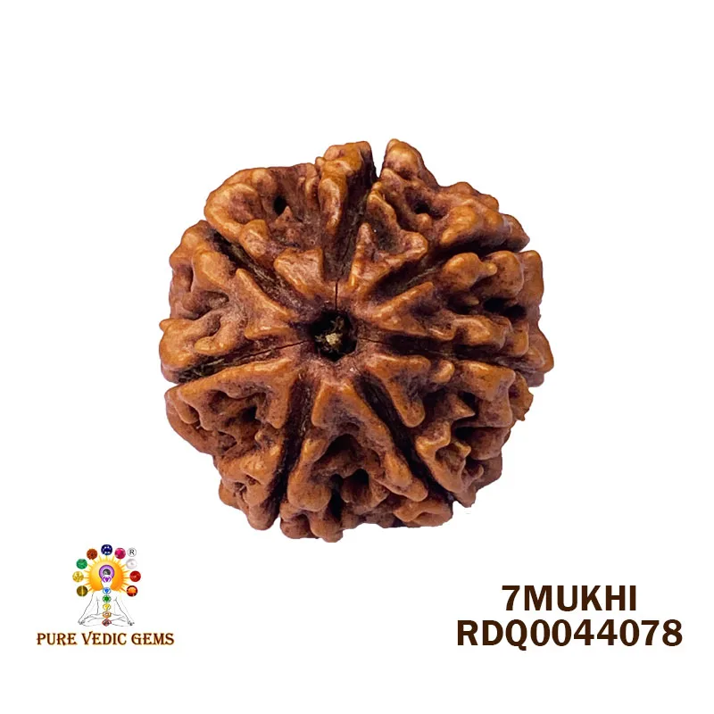 7 Mukhi Rudraksha (4.172gm)