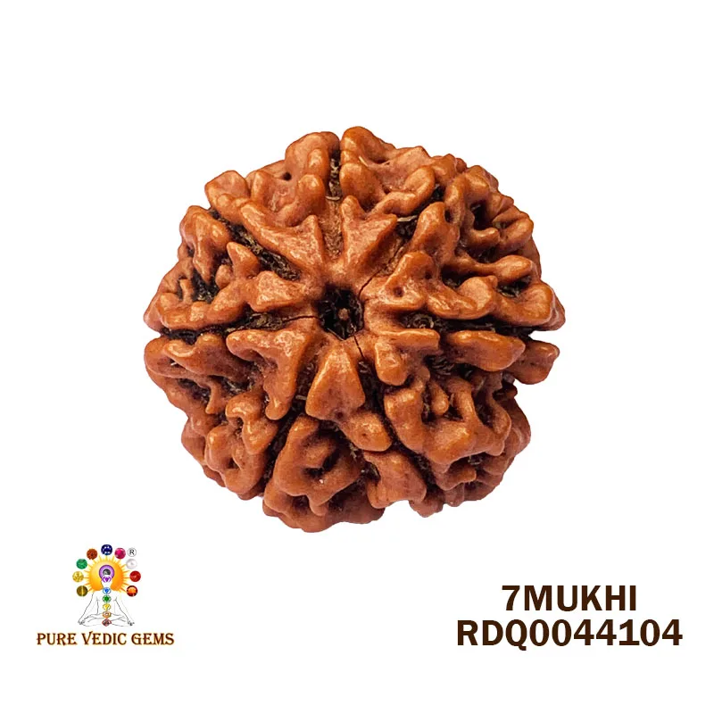 7 Mukhi Rudraksha (4.264m)