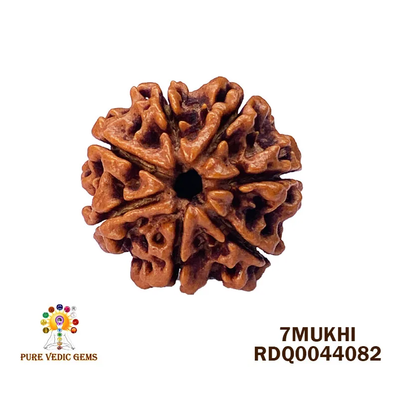 7 Mukhi Rudraksha (4.182gm)