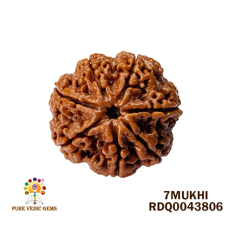 7 Mukhi Rudraksha (4.216gm)