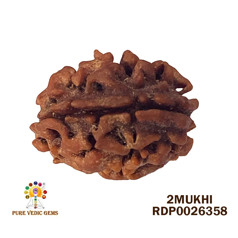 2 Mukhi Rudraksha (3.470g) — image 1