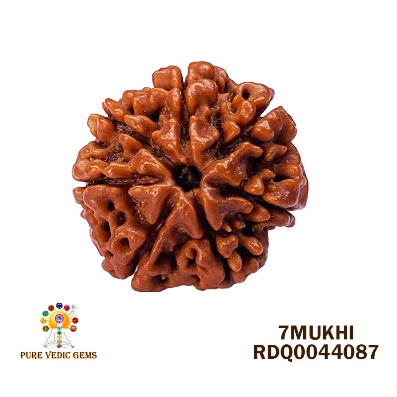 7 Mukhi Rudraksha (4.094gm) — image 1