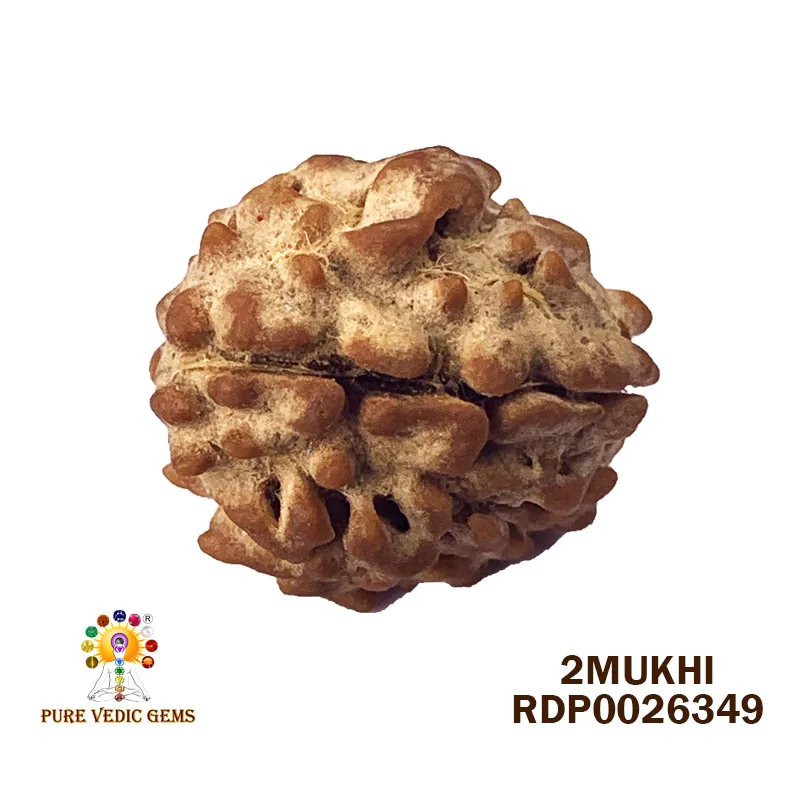 2 Mukhi Rudraksha (2.460g)