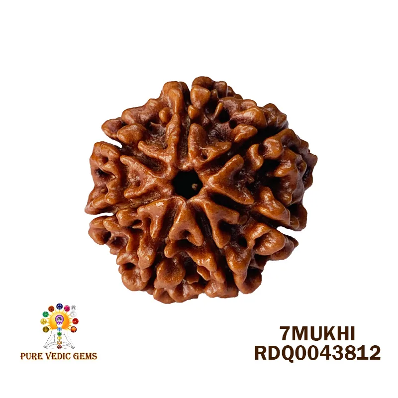 7 Mukhi Rudraksha (4.156gm)