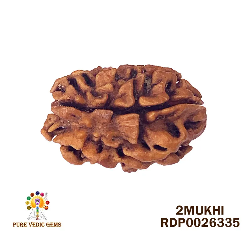 2 Mukhi Rudraksha (3.100g)