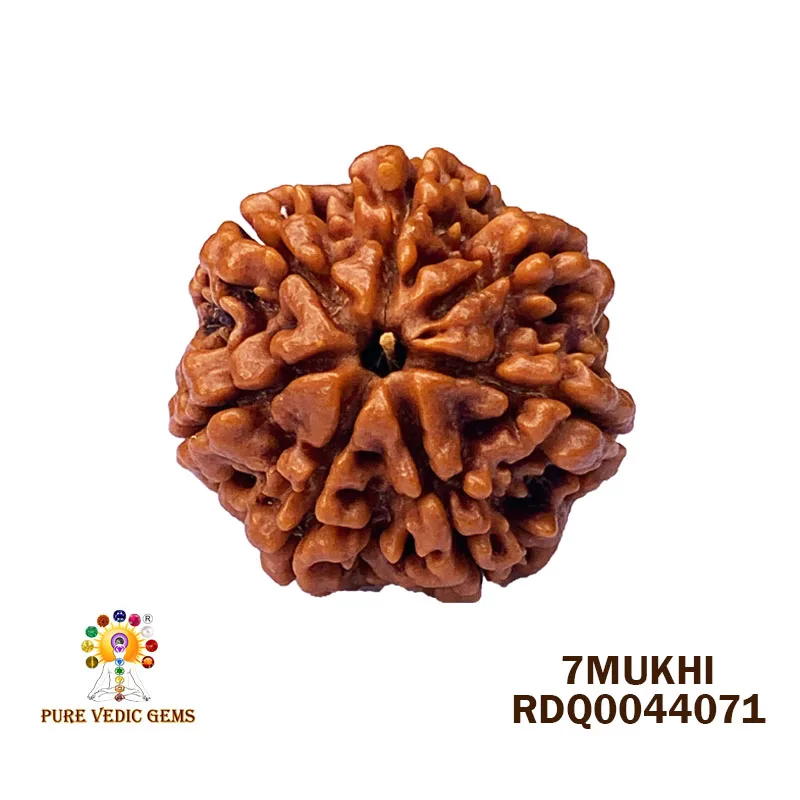 7 Mukhi Rudraksha (4.404gm)