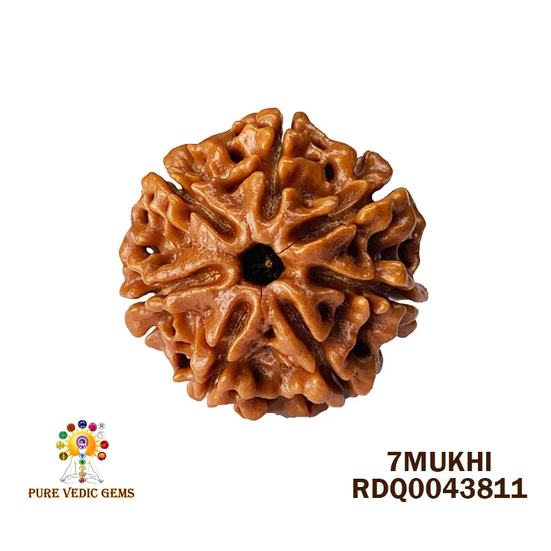 7 Mukhi Rudraksha (4.352gm)