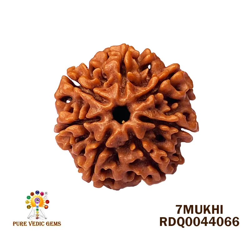 7 Mukhi Rudraksha (3.910gm)