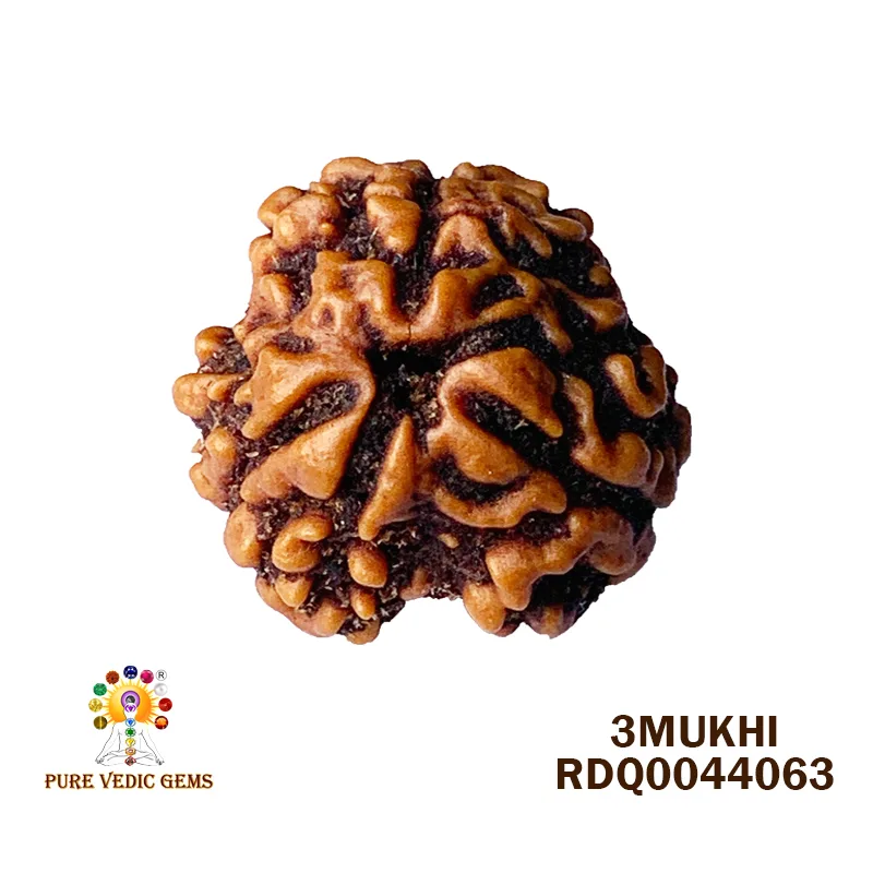3 MUKHI Rudraksha (2.558g)
