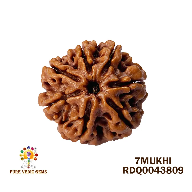 7 Mukhi Rudraksha (4.204gm)
