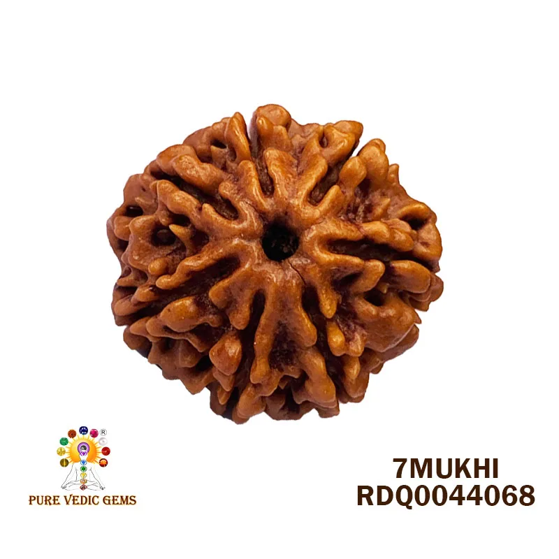 7 Mukhi Rudraksha (4.278gm)