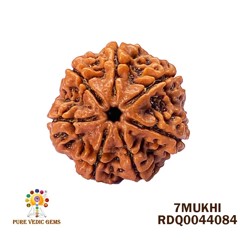 7 Mukhi Rudraksha (4.152gm)