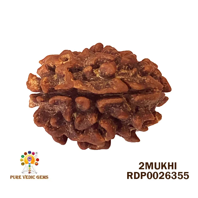 2 Mukhi Rudraksha (3.432g)