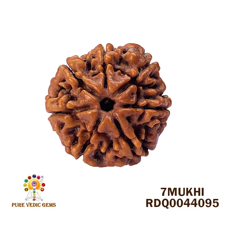 7 Mukhi Rudraksha (4.468gm) — image 1