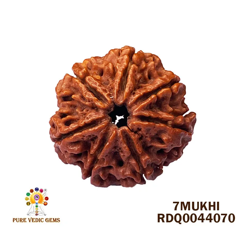 7 Mukhi Rudraksha (4.112m)