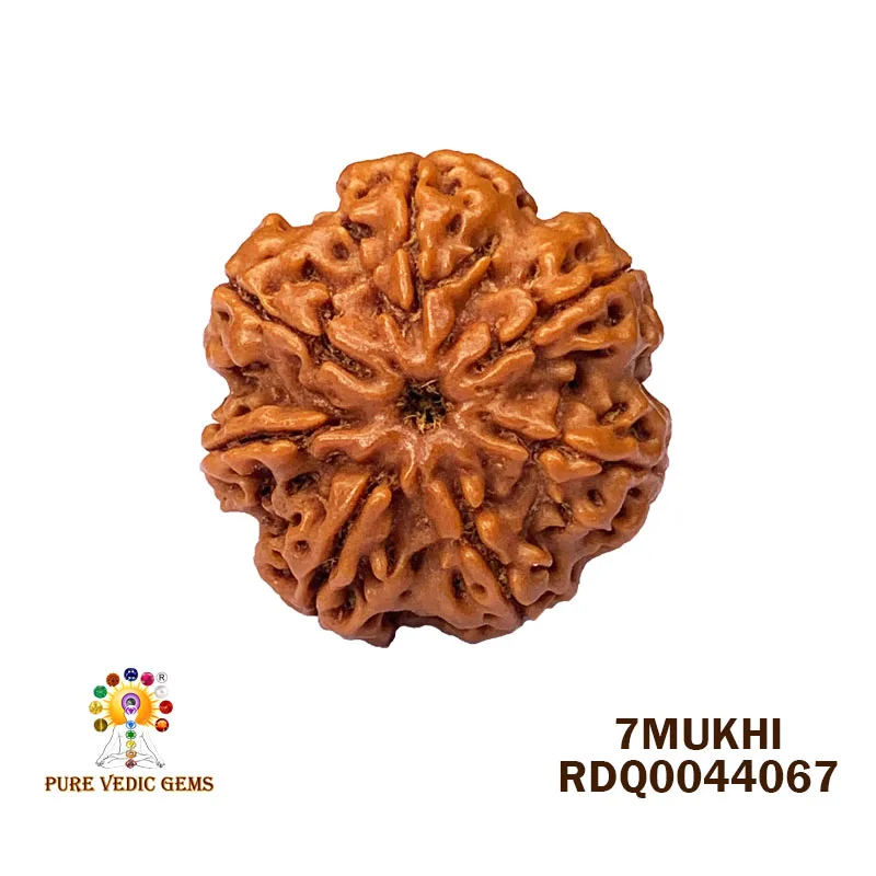 7 Mukhi Rudraksha (4.030gm)