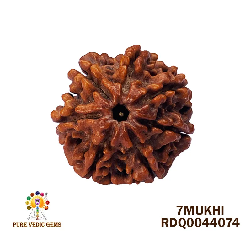 7 Mukhi Rudraksha (4.764gm) — image 1