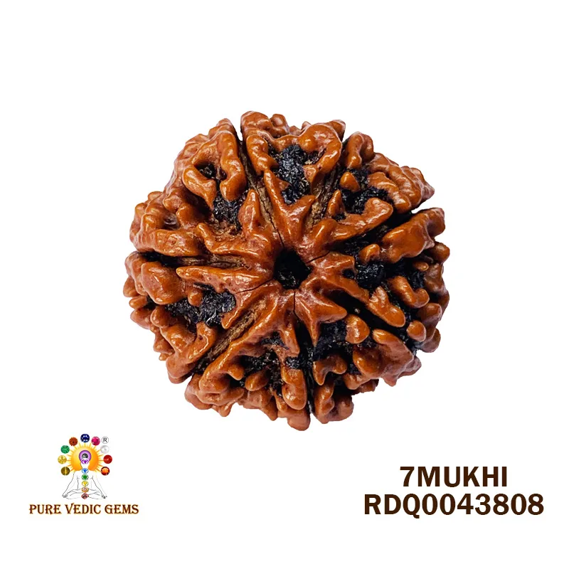 7 Mukhi Rudraksha (4.334gm)
