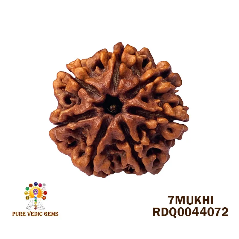 7 Mukhi Rudraksha (3.978gm) — image 1