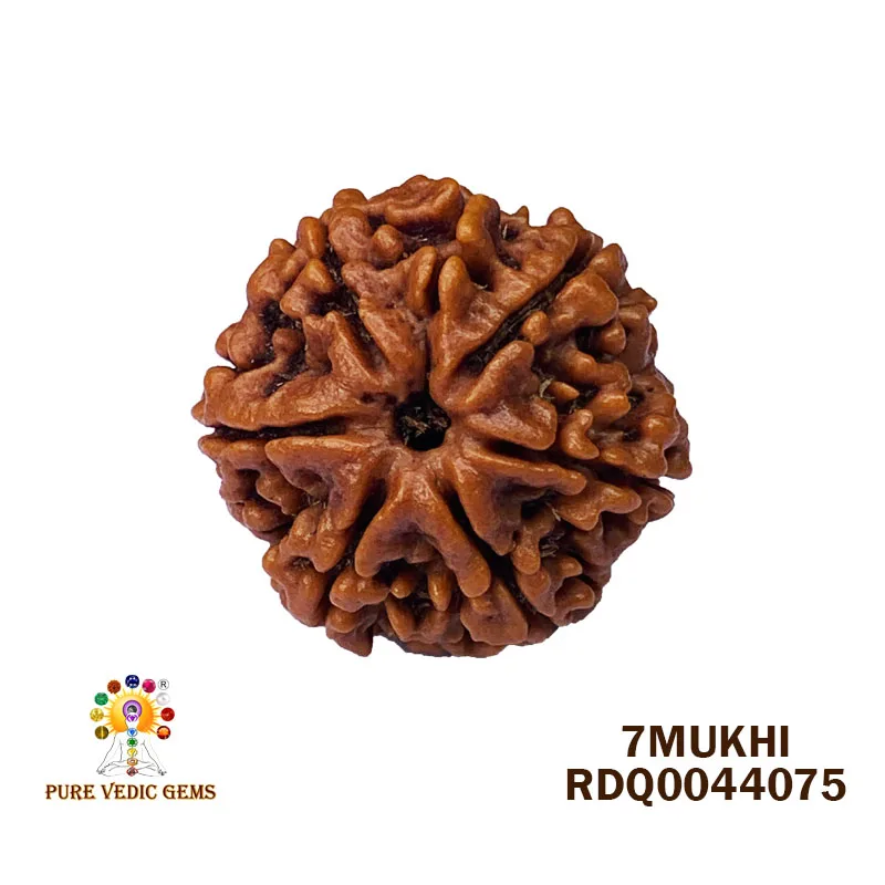 7 Mukhi Rudraksha (4.504gm)