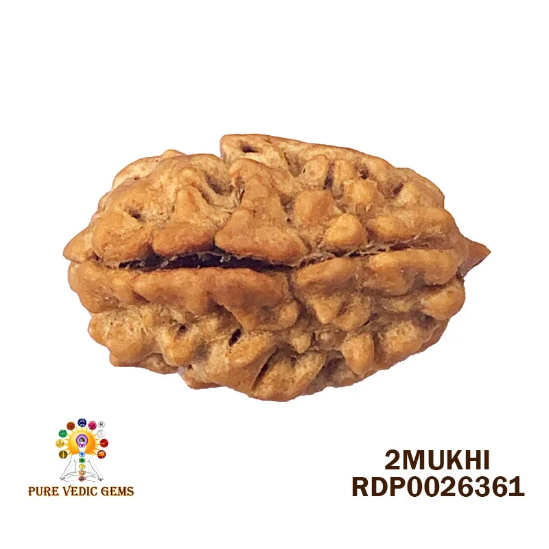 2 Mukhi Rudraksha (3.090g)