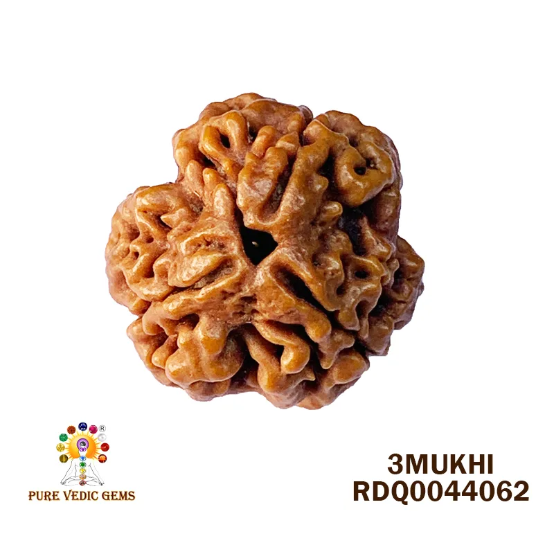 3 MUKHI Rudraksha (3.850gm)