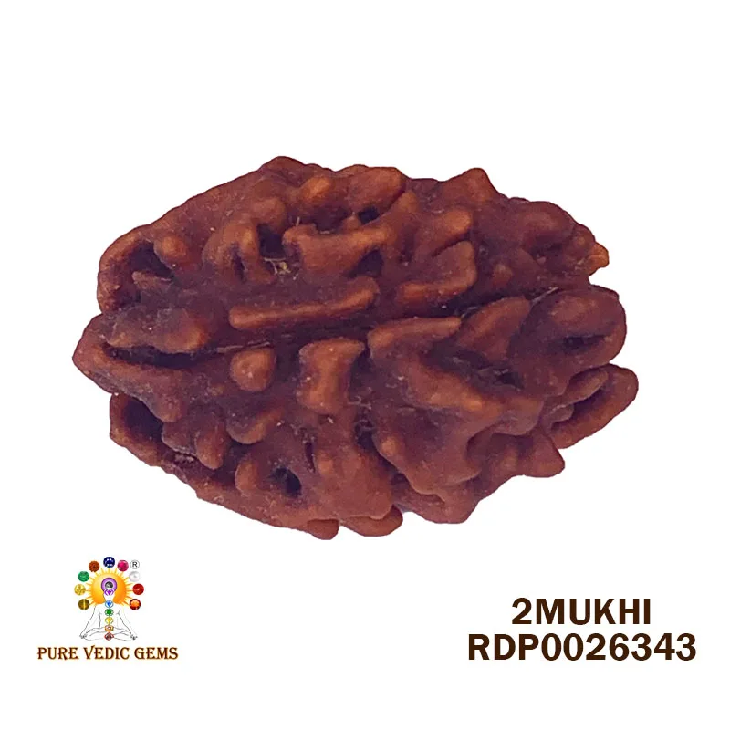 2 Mukhi Rudraksha (3.606g)