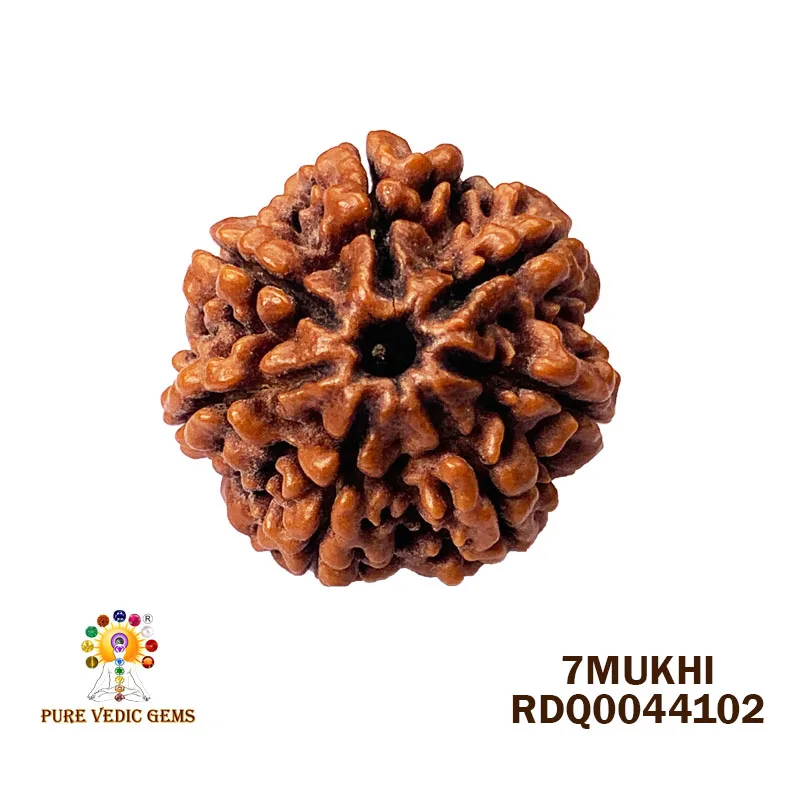 7 Mukhi Rudraksha (4.248gm)