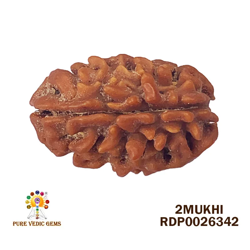 2 Mukhi Rudraksha (3.742g)
