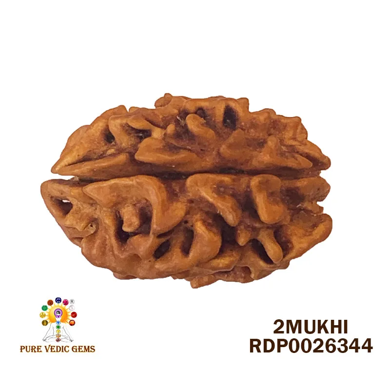 2 Mukhi Rudraksha (3.220g)
