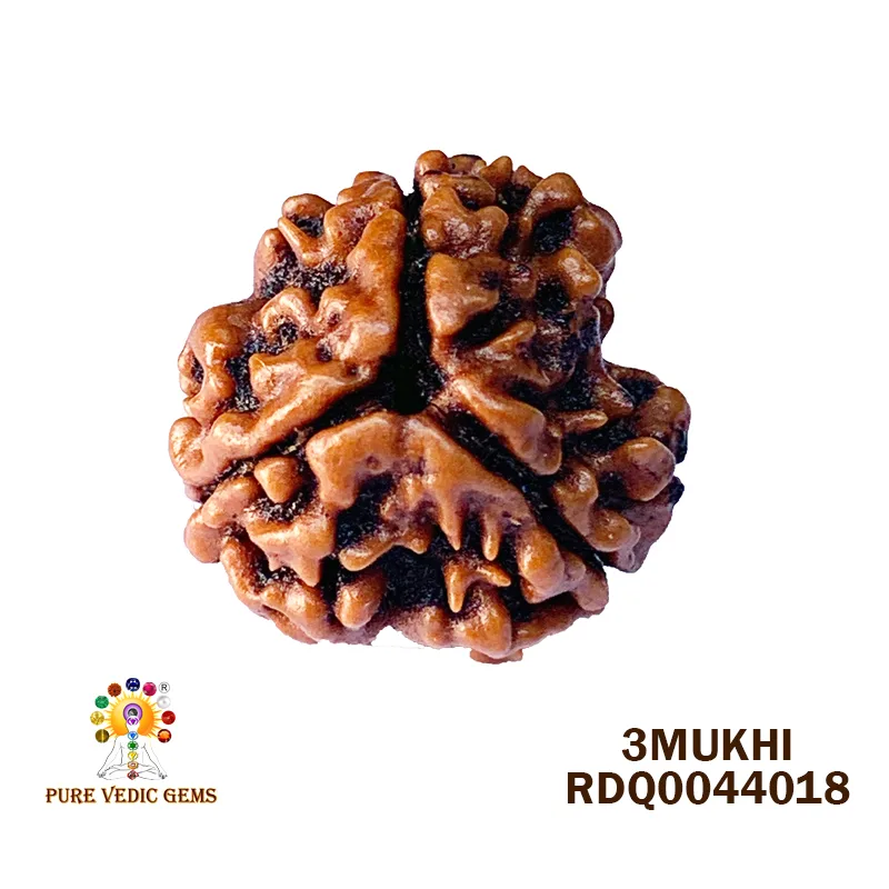 3 MUKHI Rudraksha (1.972gm)