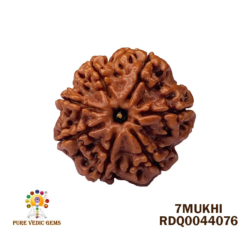7 Mukhi Rudraksha (4.356gm)