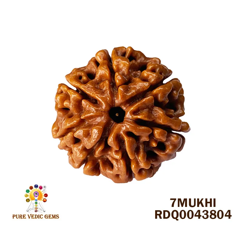 7 Mukhi Rudraksha (4.200gm)