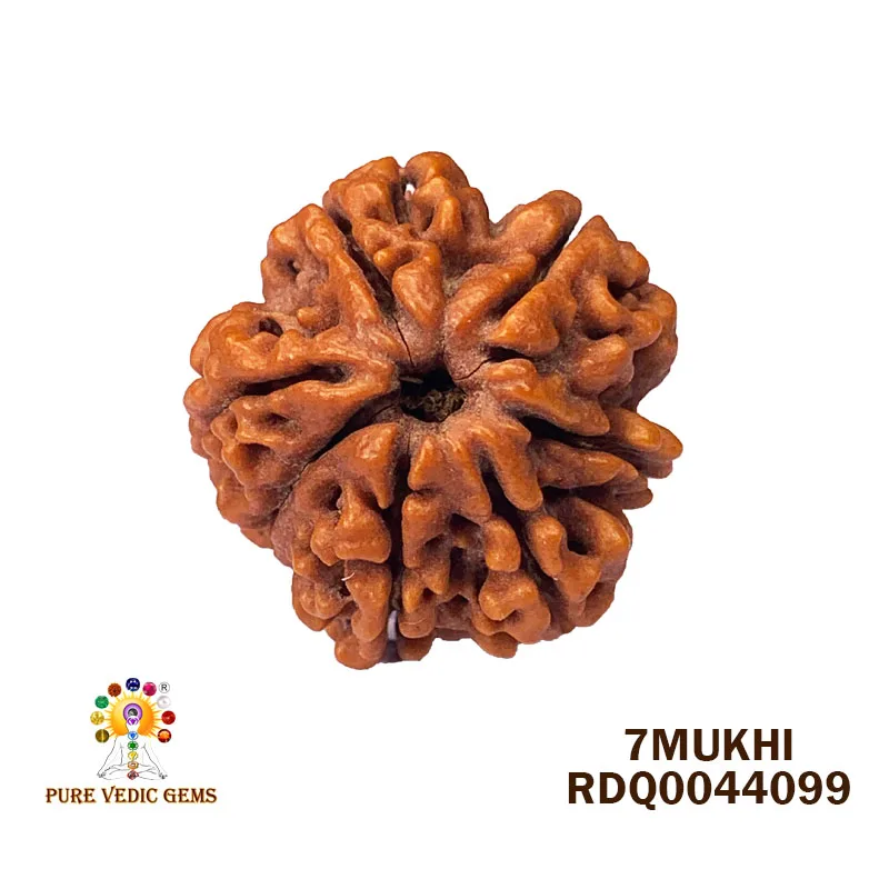 7 Mukhi Rudraksha (5.044gm)