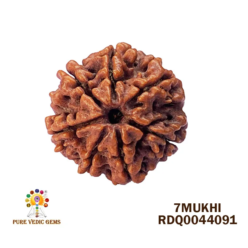 7 Mukhi Rudraksha (4.240gm) — image 1