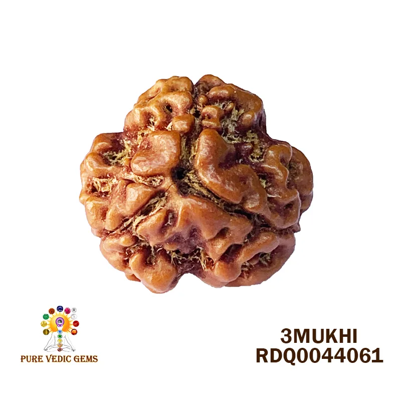 3 MUKHI Rudraksha (2.580gm)